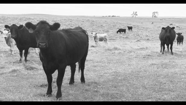 Photo by Bart Pfankuch South Dakota News Watch South Dakota ranchers are seeing current and future prices fall rapidly for cattle they are feeding now. These cattle were grazing in a pasture east of Miller in Hand County.