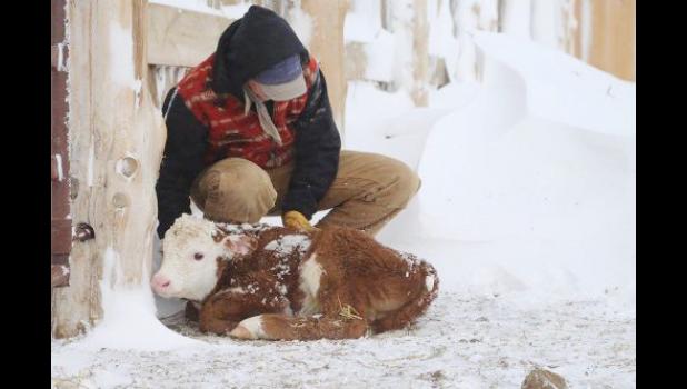 Robin Reinhold won the first place and also overall winner in the recent Farm Bureau photo contest with “A Warm Heart.”