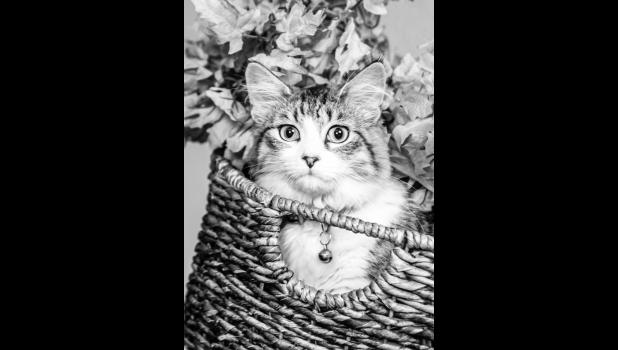 The great explorer Bass, a.k.a Foofy, a.k.a. Kitty. Photo courtesy Lisa Kinsley