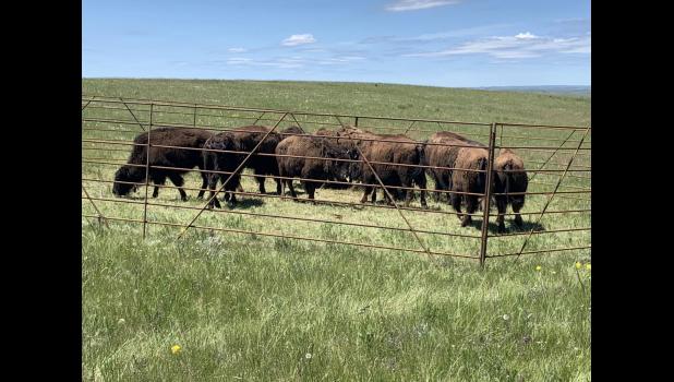 The penned bison moments before their release. Photo Courtesy C.J. Keene/SDPB