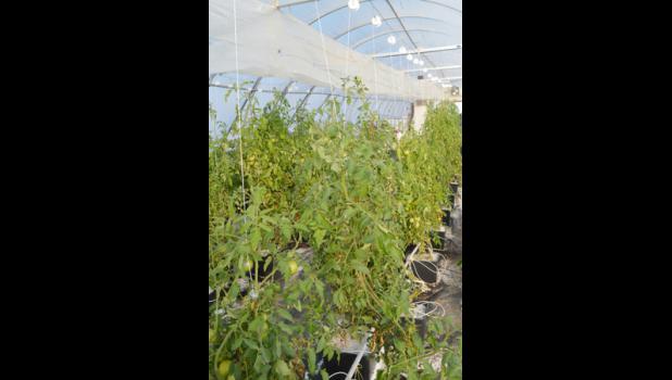 Three rows of tomato plants stretch over six feet in the air. With proper care, these plants can continue to produce for 12 to 18 months.
