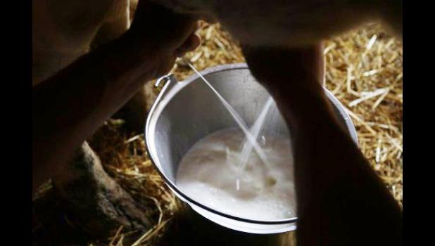 Kiersten Reinhold’s “Milking the Cow” garnered her first place in the under 18 year old category in the Farm Bureau photo contest.