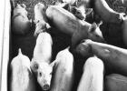 Hog farmers across South Dakota are facing pressure to offload animals in any way possible because the COVID-19 pandemic has led to closure of meatpacking plants and reduction of processing capacity by 25% or more. Photo courtesy Bart Pfankuch, South Dakota News Watch